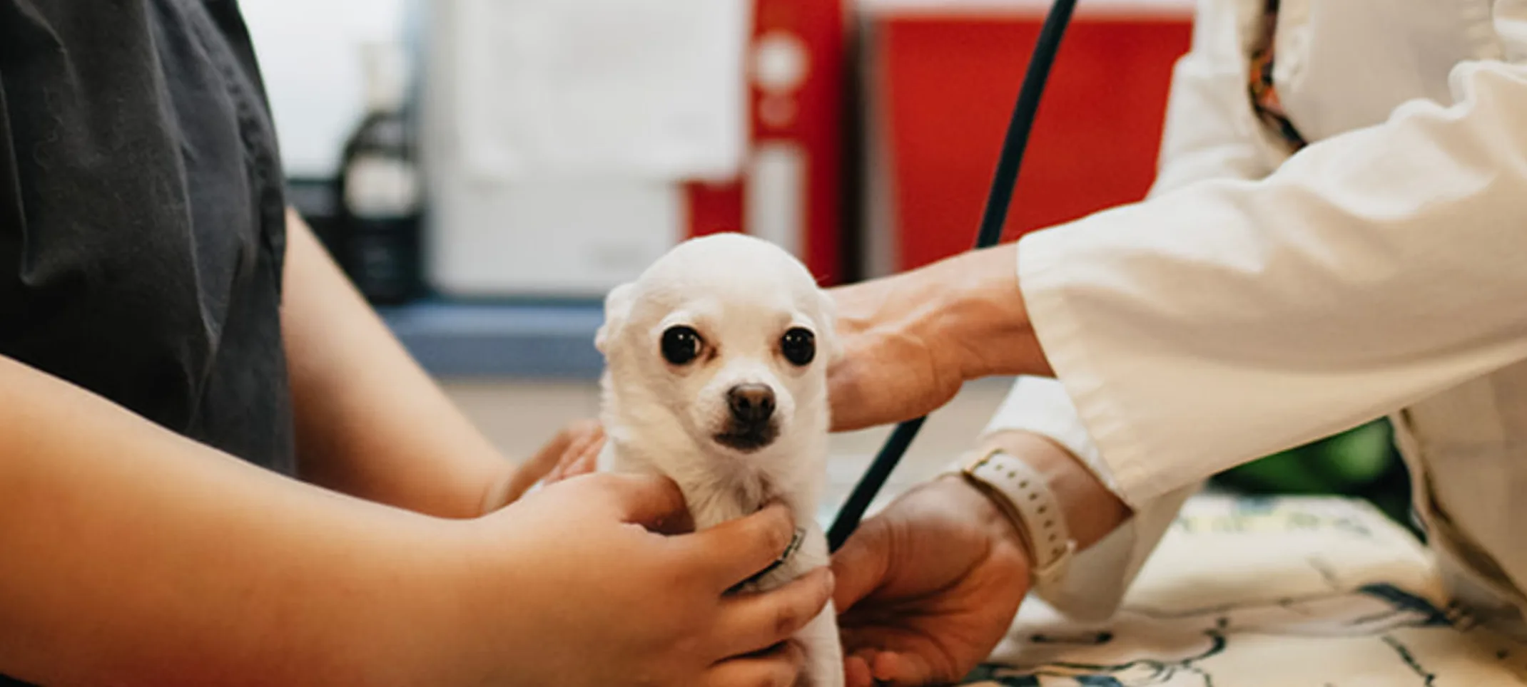 A doctor using a stethoscope on a small white Chihuahua 